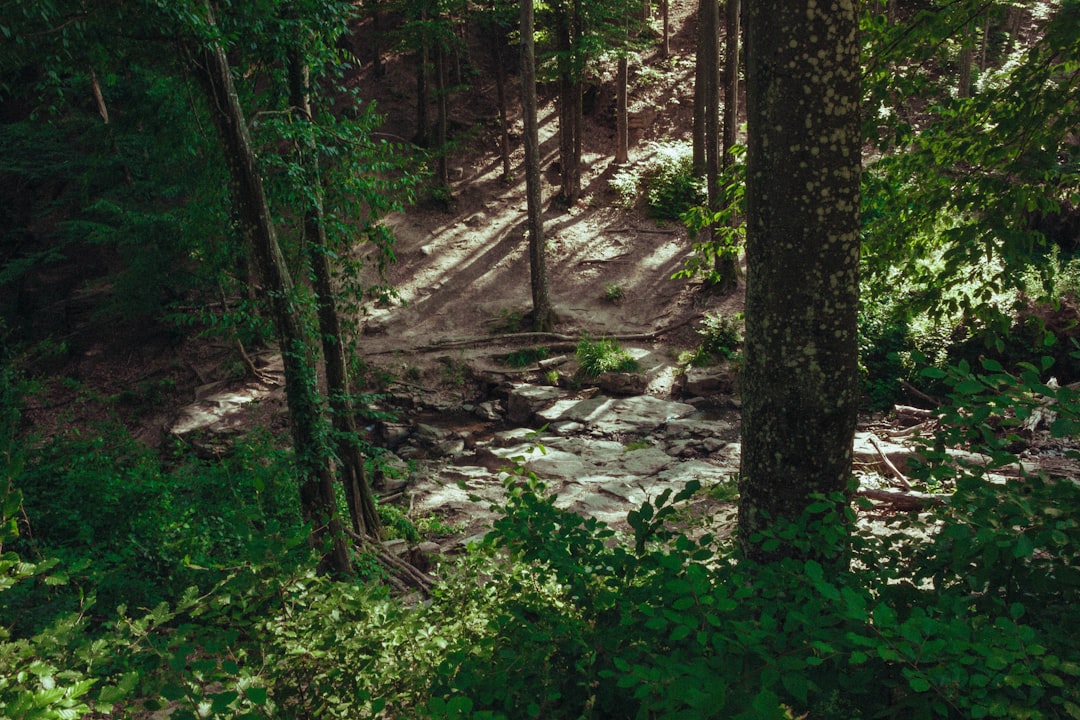 Growth Rocket a path in the woods